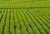 2013年，全國(guó)茶葉生產(chǎn)繼續(xù)增產(chǎn)增收